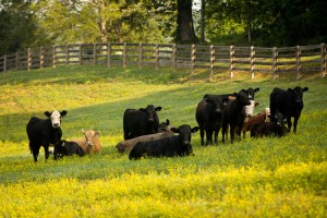 Cattle