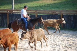 Lesson on Cattle